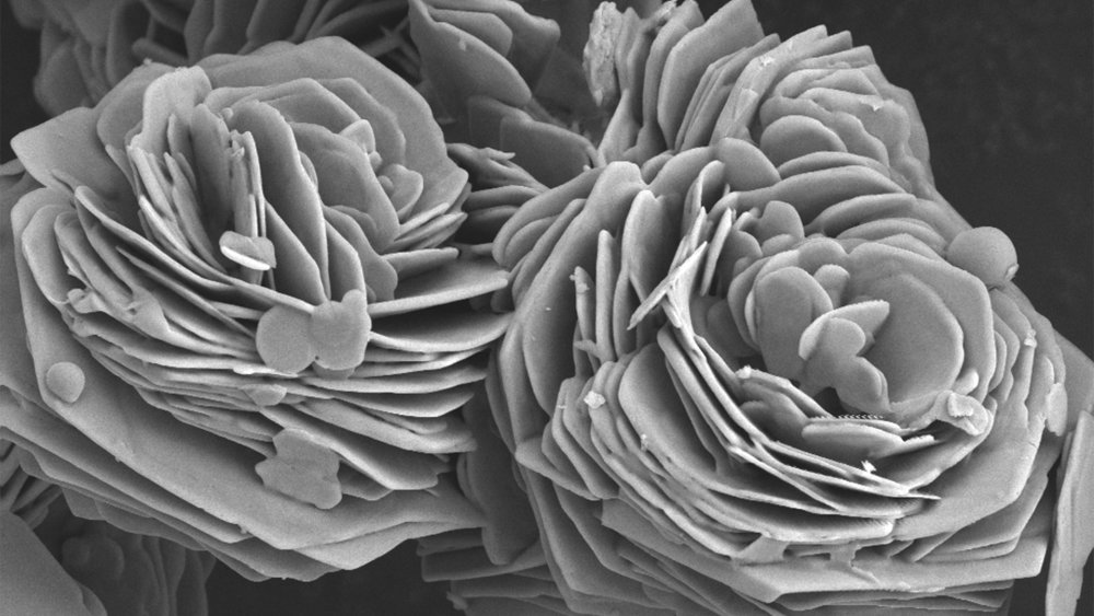 Preview image of Winner of 2022 ZEISS Microscopy Image Contest