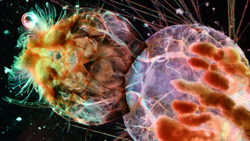 Preview image of Winner of 2022 ZEISS Microscopy Image Contest