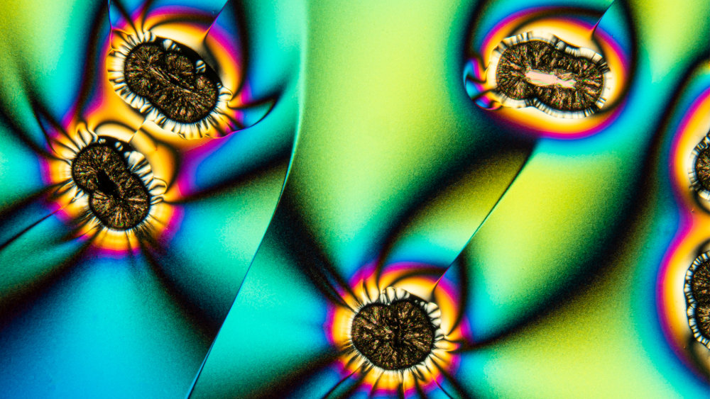 Vorschaubild von Gewinner des ZEISS Microscopy Bildwettbewerbs 2022