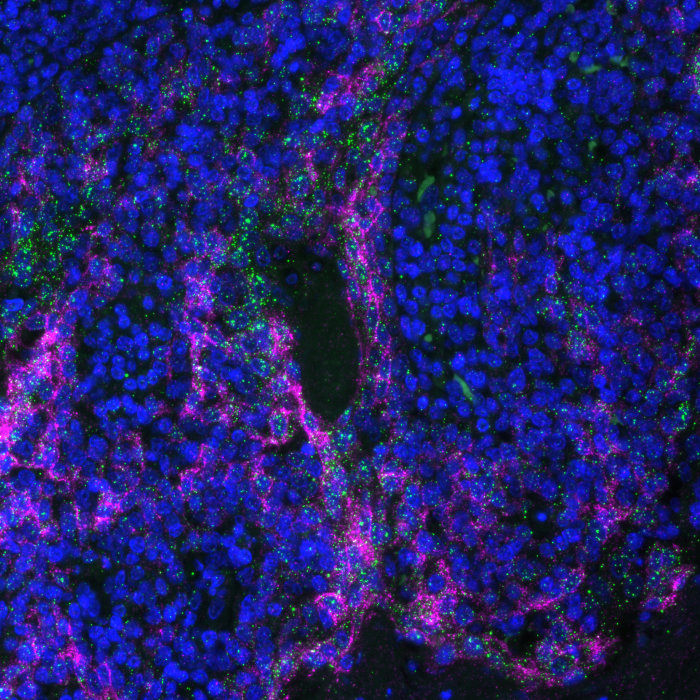 Preview image of arcoris bio’s MUSE®