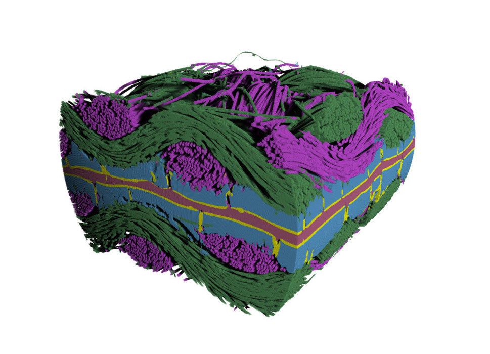 Preview image of PEFC Segmented 3D