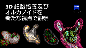 3D 細胞培養及び オルガノイドを 新たな視点で観察のプレビュー画像