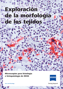 Vista previa de imagen de Exploración de la morfología de los tejidos