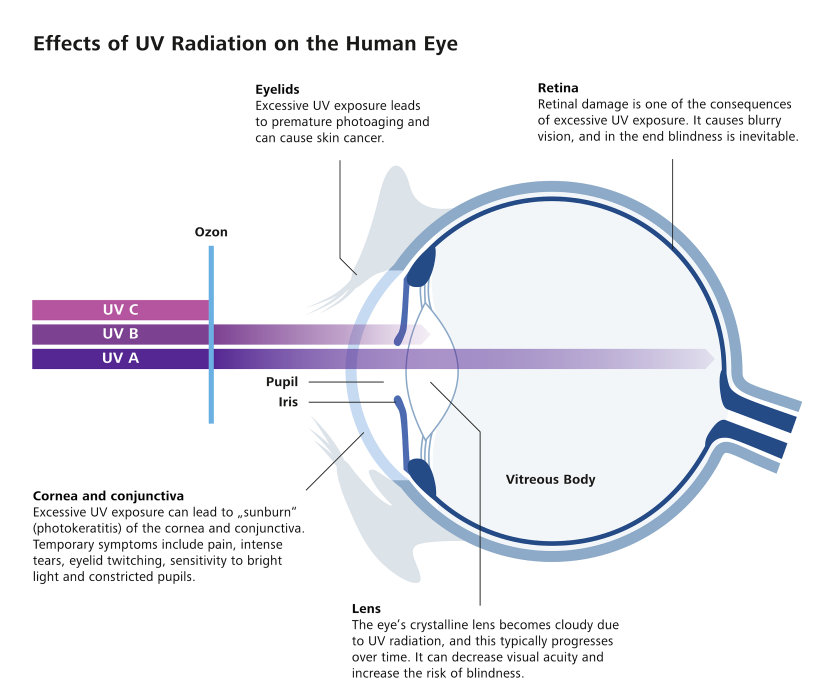 Preview image of UV radiation and the human eye